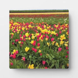 Rosa und gelbe Tulpen, Oregon Fotoplatte