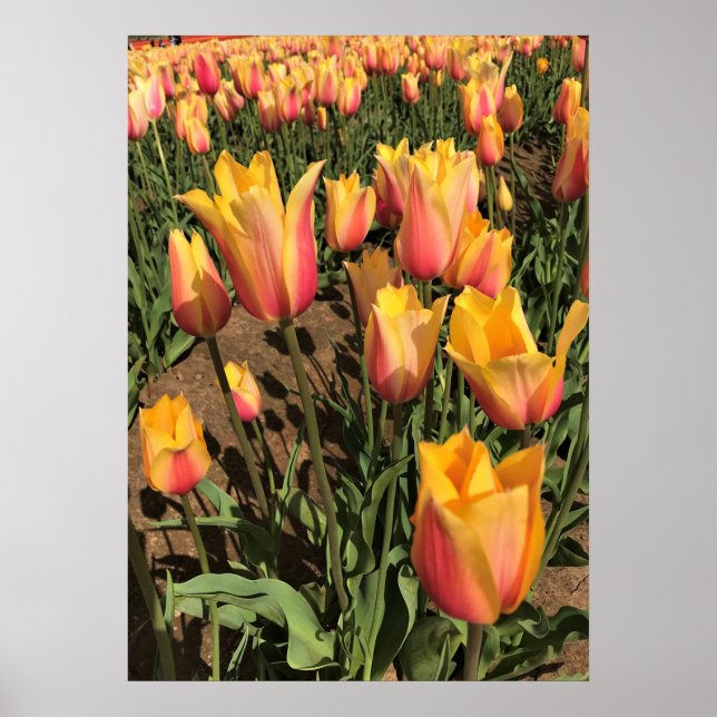 Rosa und gelbe Tulpen Poster (Vorne)