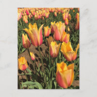 Rosa und gelbe Tulpen