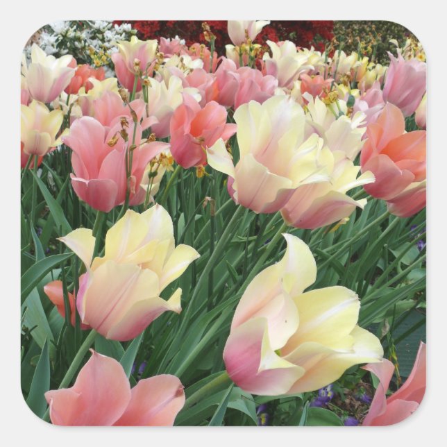 Rosa und gelbe Tulpen Quadratischer Aufkleber (Vorderseite)