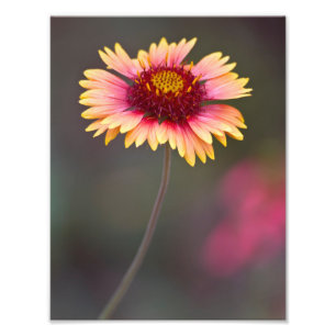 Rosa und Gelbe Wüste Fotodruck