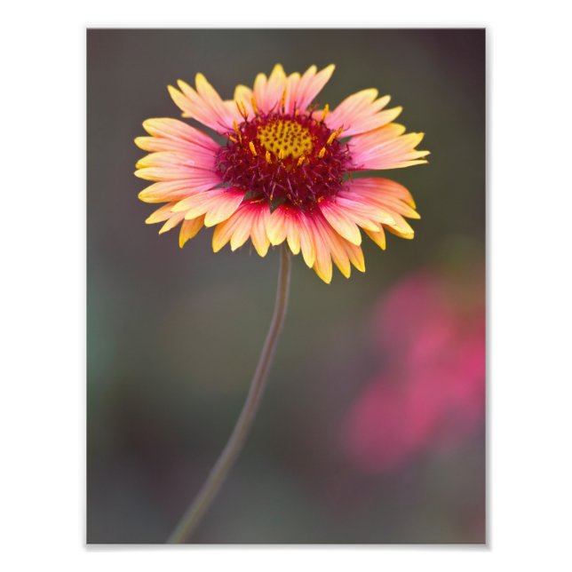 Rosa und Gelbe Wüste Fotodruck (Vorne)