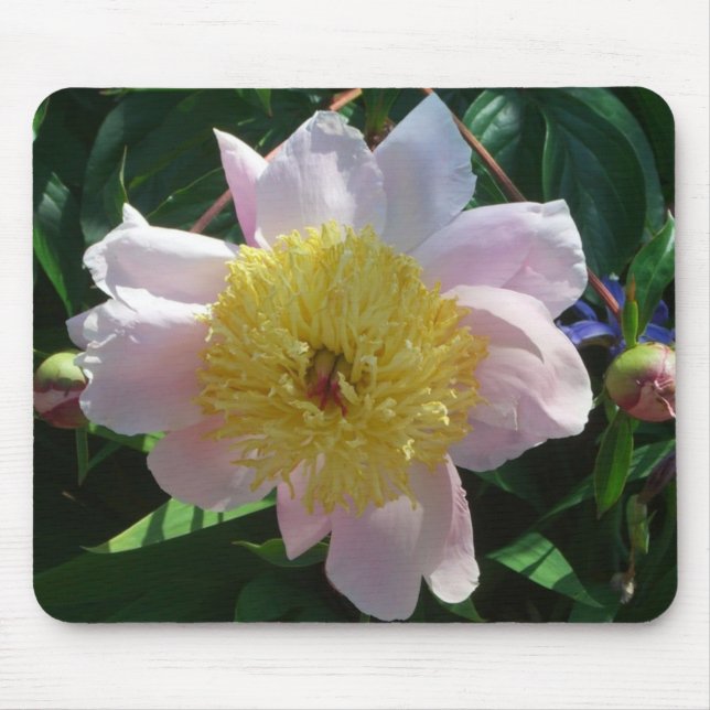 Rosa und gelbe Zinnen Schöne Blüten Mousepad (Vorne)