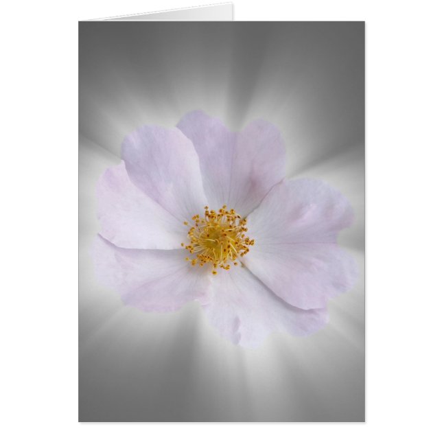 rosa und grau (Vorne)