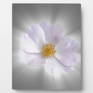 rosa und grau fotoplatte