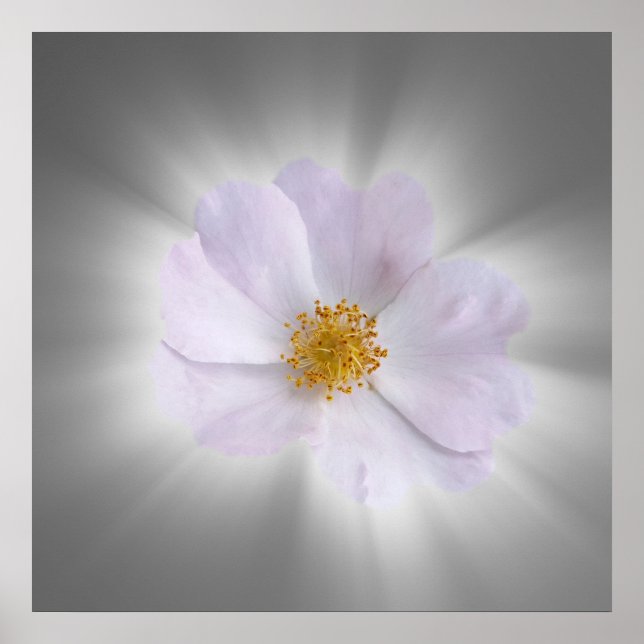 rosa und grau poster (Vorne)