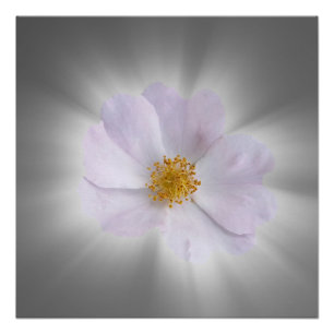 rosa und grau poster
