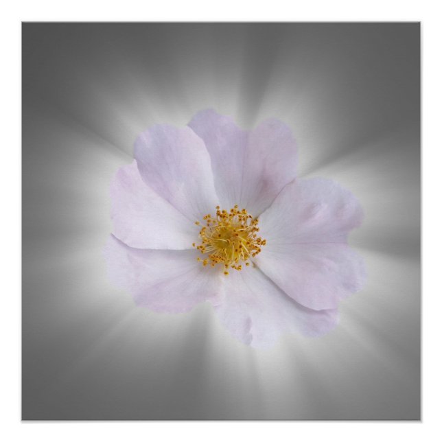 rosa und grau poster (Vorderseite)