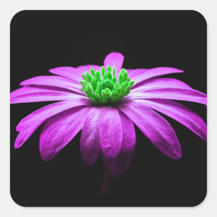 Rosa und grüne Daisy Quadratischer Aufkleber