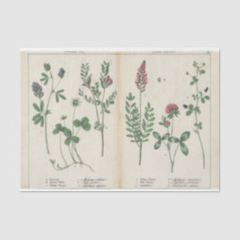 Rosa und grüne Wildblume Seidenpapier