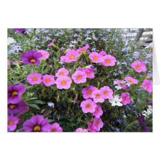"Rosa und Lila"