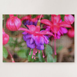 Rosa und lila Fuchsia-Blume in Blüte