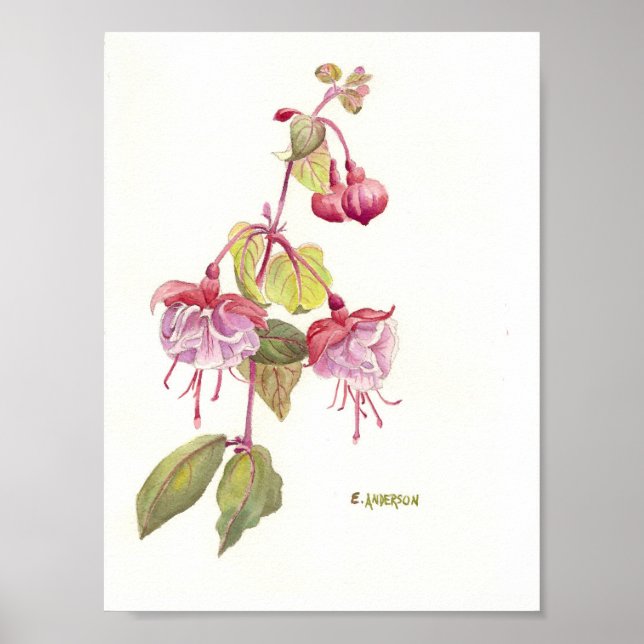 Rosa und lila Fuschia-Wasserfarbe Poster (Vorne)