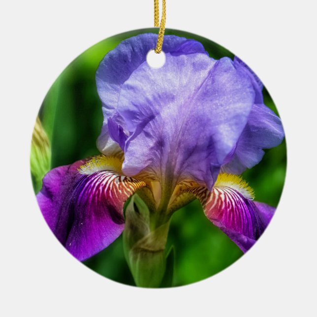 Rosa und Lila Gelbe Iris-Blume Keramik Ornament (Vorne)