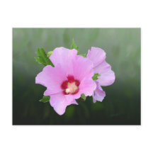 Rosa und Lila Hollyhock-Blume