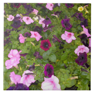 Rosa und Lila Petunia Blume Tile Fliese