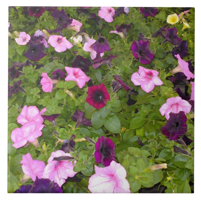 Rosa und Lila Petunia Blume Tile Fliese (Vorderseite)