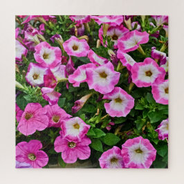 Rosa und lila Petunien