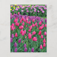 Rosa und lila Tulpen Frühjahrsgarten