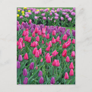 Rosa und lila Tulpen Frühjahrsgarten Postkarte