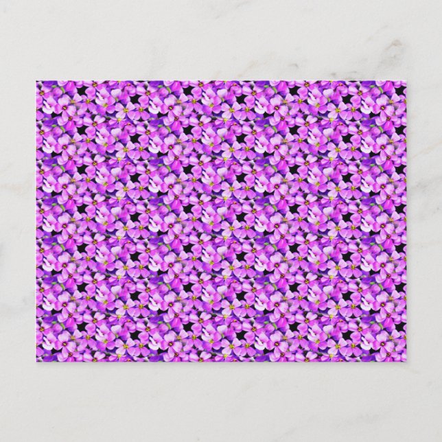 Rosa und Lila Violetten Postkarte (Vorderseite)