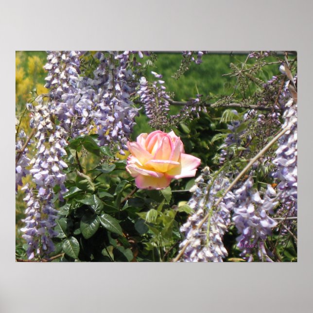 Rosa und Lila Wisteria Poster (Vorne)