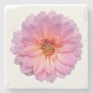 Rosa und Lila Zinnia Blume Weiß Steinuntersetzer