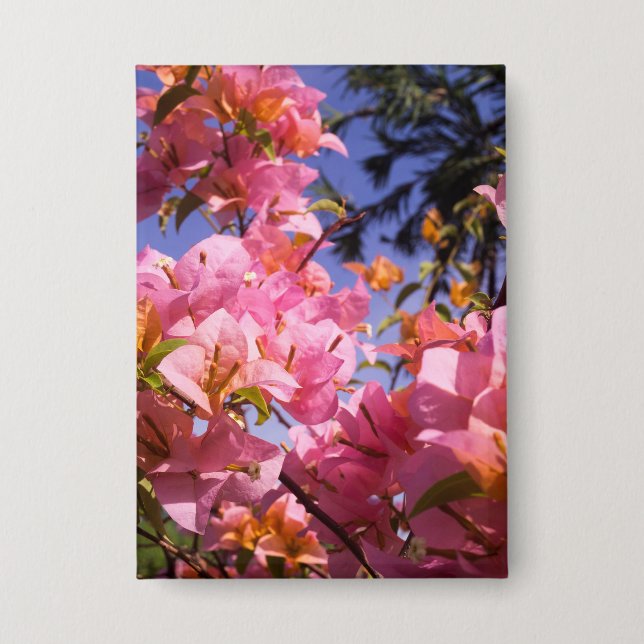Rosa und Orange Bougainvillea-Blüten gemischt Button (Vorderseite)
