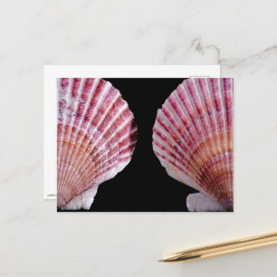 Rosa und orange Scallops Postkarte