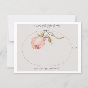Rosa und Rosenknospe (1575-1580) Postkarte
