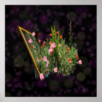 Rosa und Rot-Mohnblume