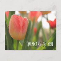 Rosa und Rot Variegierte Tulpen in Grün