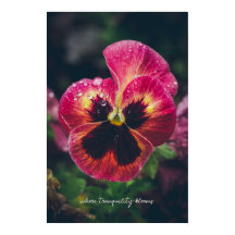 Rosa und rote Blume mit Regentropfen