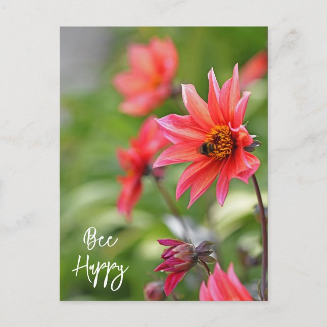 Rosa und Rote Dahlia Bee Happy Blume Wisley Postkarte (Vorderseite)