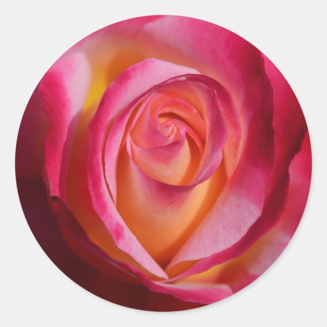Rosa und Rote Rose mit gelben Highlights Runder Aufkleber (Vorderseite)