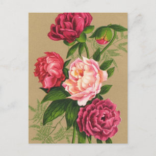 Rosa und Rote Rosen Postkarte