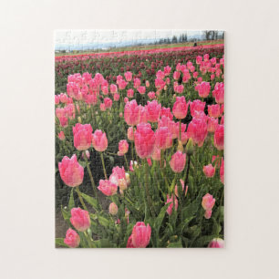 Rosa und rote Tulips in einem Feld, Oregon