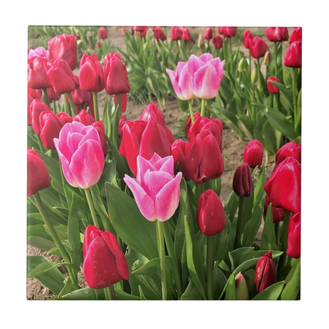 Rosa und Rote Tulissen Fliese (Vorderseite)