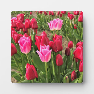 Rosa und Rote Tulissen Fotoplatte