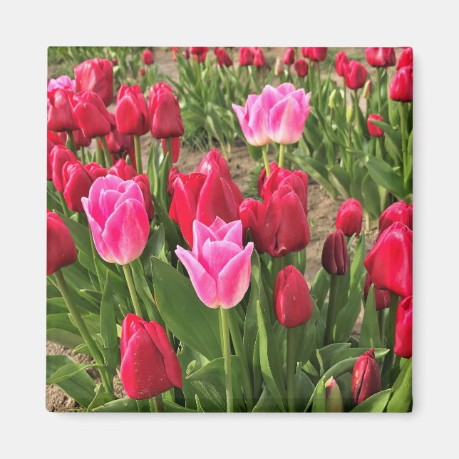 Rosa und Rote Tulissen Magnet (Vorne)