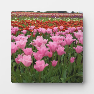 Rosa und Rote Tulpen, Oregon Fotoplatte