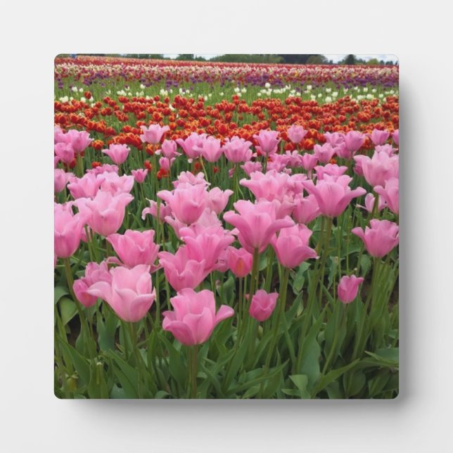 Rosa und Rote Tulpen, Oregon Fotoplatte (Vorderseite)