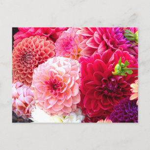 Rosa und rotes Dahlias-Foto Postkarte