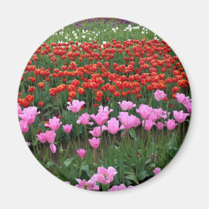 Rosa und Rotes Tulip Feld, Oregon Magnet