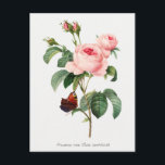 Rosa und Schmetterling Botanische Illustration Postkarte<br><div class="desc">Dieser Ausdruck ist ein botanisches Werk von Pierre-Joseph Redouté,  das einen Teil eines rosa Rosenstrauches zeigt,  wobei sich ein Schmetterling auf einem Zweig zart ausruht. Mehr dieser Kollektion gibt es in unserem Shop - mit und ohne den Identifikationstext unten.</div>