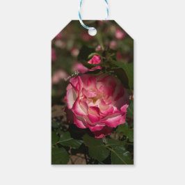Rosa und Weiß Geschenkanhänger