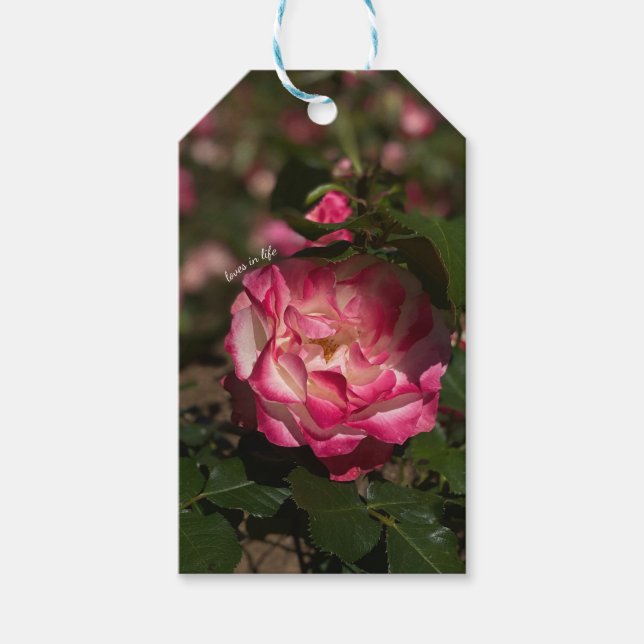 Rosa und Weiß Geschenkanhänger (Vorderseite)