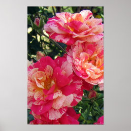 Rosa und weiß gestrichene Rose Blumengesteck Poster