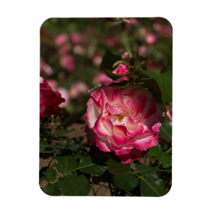 Rosa und Weiß Magnet