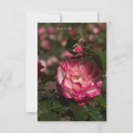 Rosa und Weiß Mitteilungskarte
